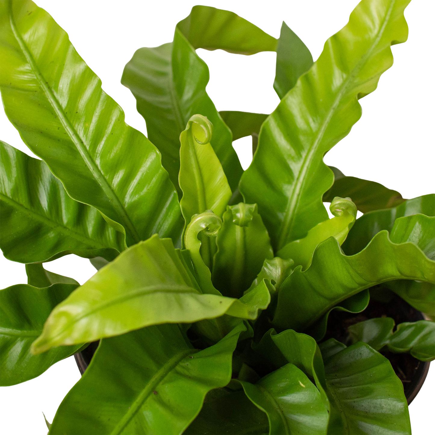 Bird's Nest Fern 'Hurricane'
