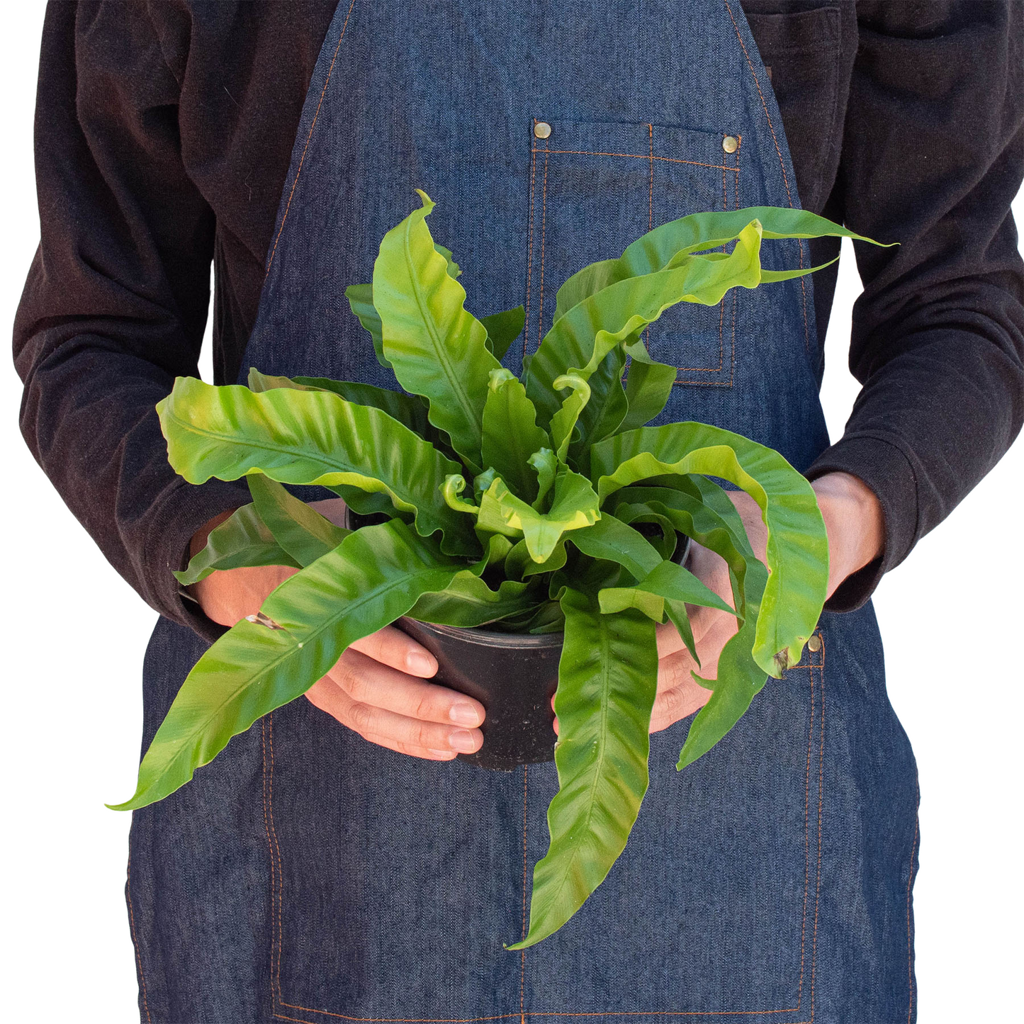 Bird's Nest Fern 'Hurricane'