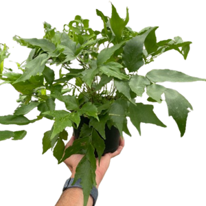 Fern 'Holly'