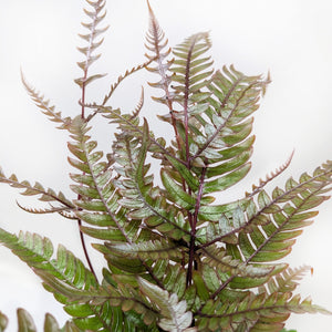 Fern 'Tricolor Pteris'
