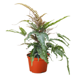 Fern 'Tricolor Pteris'