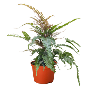 Fern 'Tricolor Pteris'