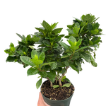 Gardenia 'Bush'