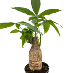 Money Tree 'Guiana Chestnut' Pachira Stump