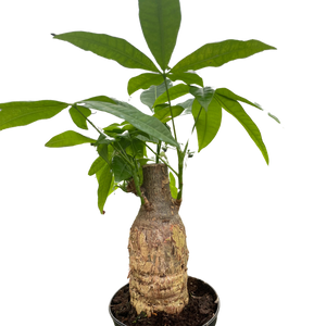 Money Tree 'Guiana Chestnut' Pachira Stump