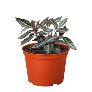 Peperomia 'Metallica'