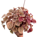 Peperomia 'Quito'
