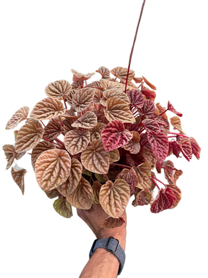 Peperomia 'Quito'