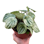 Peperomia 'Watermelon Variegated'