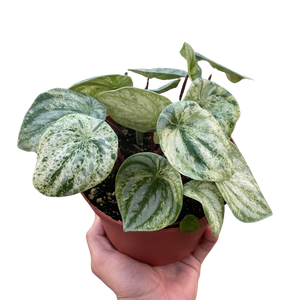 Peperomia 'Watermelon Variegated'