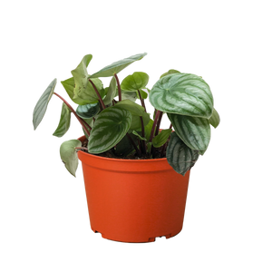 Peperomia Watermelon