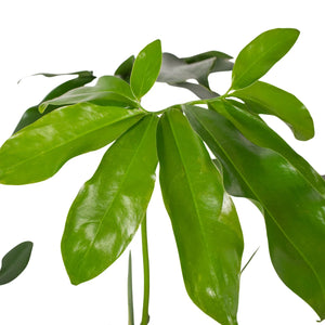 Philodendron 'Goeldii'