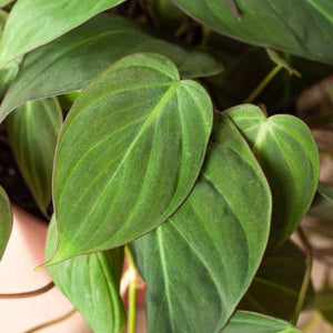 Philodendron 'Velvet'