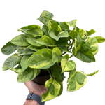 Pothos 'Lemon Meringue'