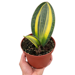 Variegated Shark Fin Snake Plant