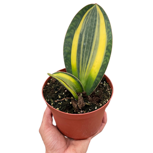 Variegated Shark Fin Snake Plant