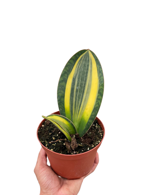 Variegated Shark Fin Snake Plant