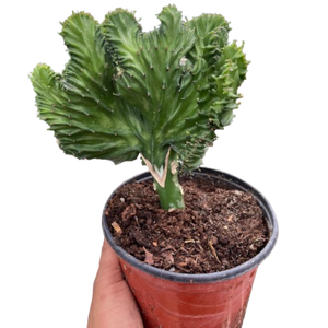 Succulent Euphorbia Lactea Mermaid Tail