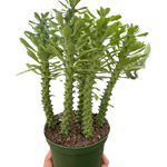 Euphorbia 'Sausage Spurge'