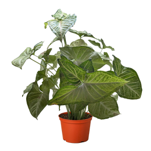 Syngonium 'Confetti'