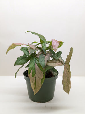 Syngonium 'Pink Splash' - 4" Pot