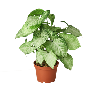 Syngonium White Butterfly