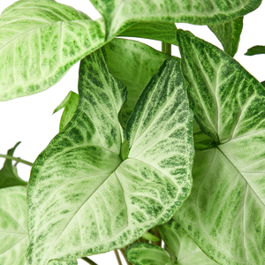 Syngonium White Butterfly