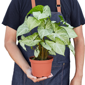 Syngonium White Butterfly