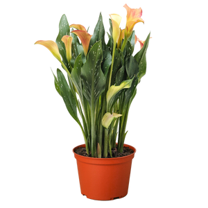 Calla Lily