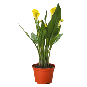Calla Lily