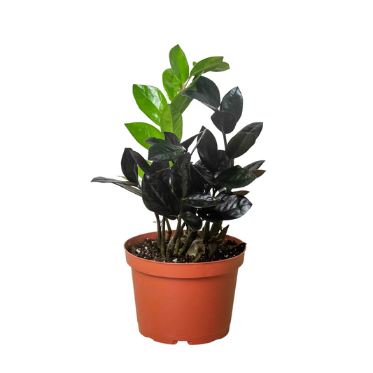 ZZ 'Black Queen'