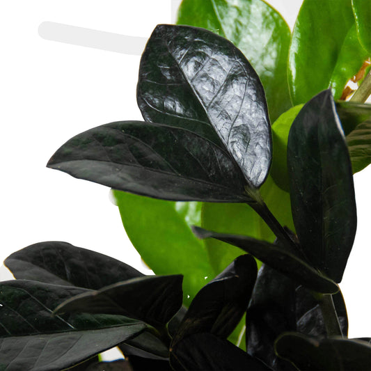 ZZ 'Black Queen'