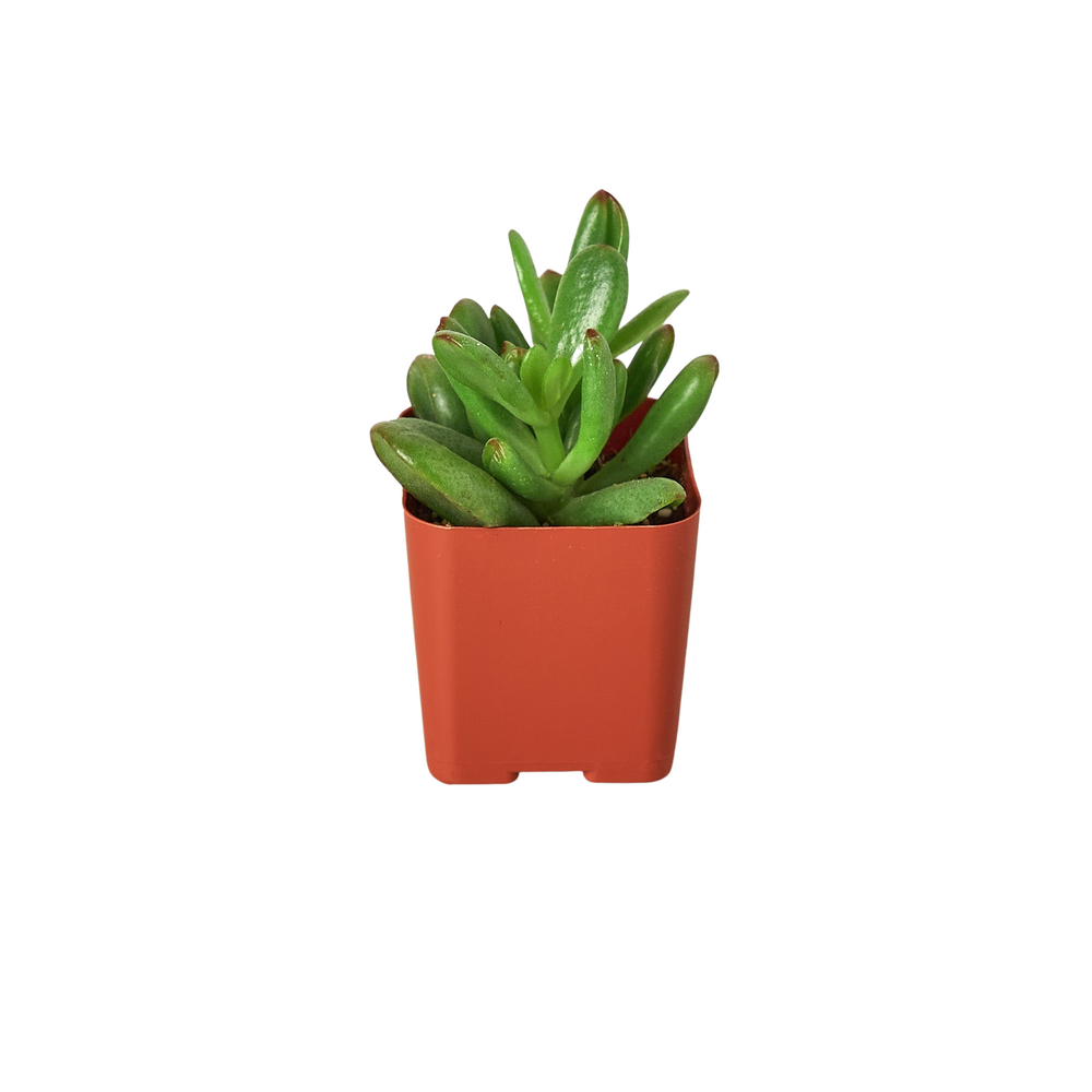 3" Tropical Plant Bundle