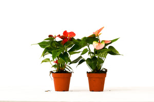 Bundle - 2 Anthurium Variety Pack