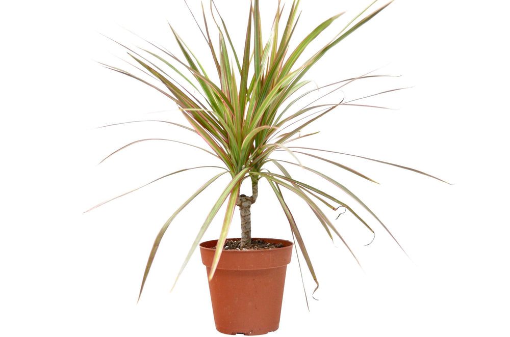 Dracaena 'Red Margined' - 4" Pot