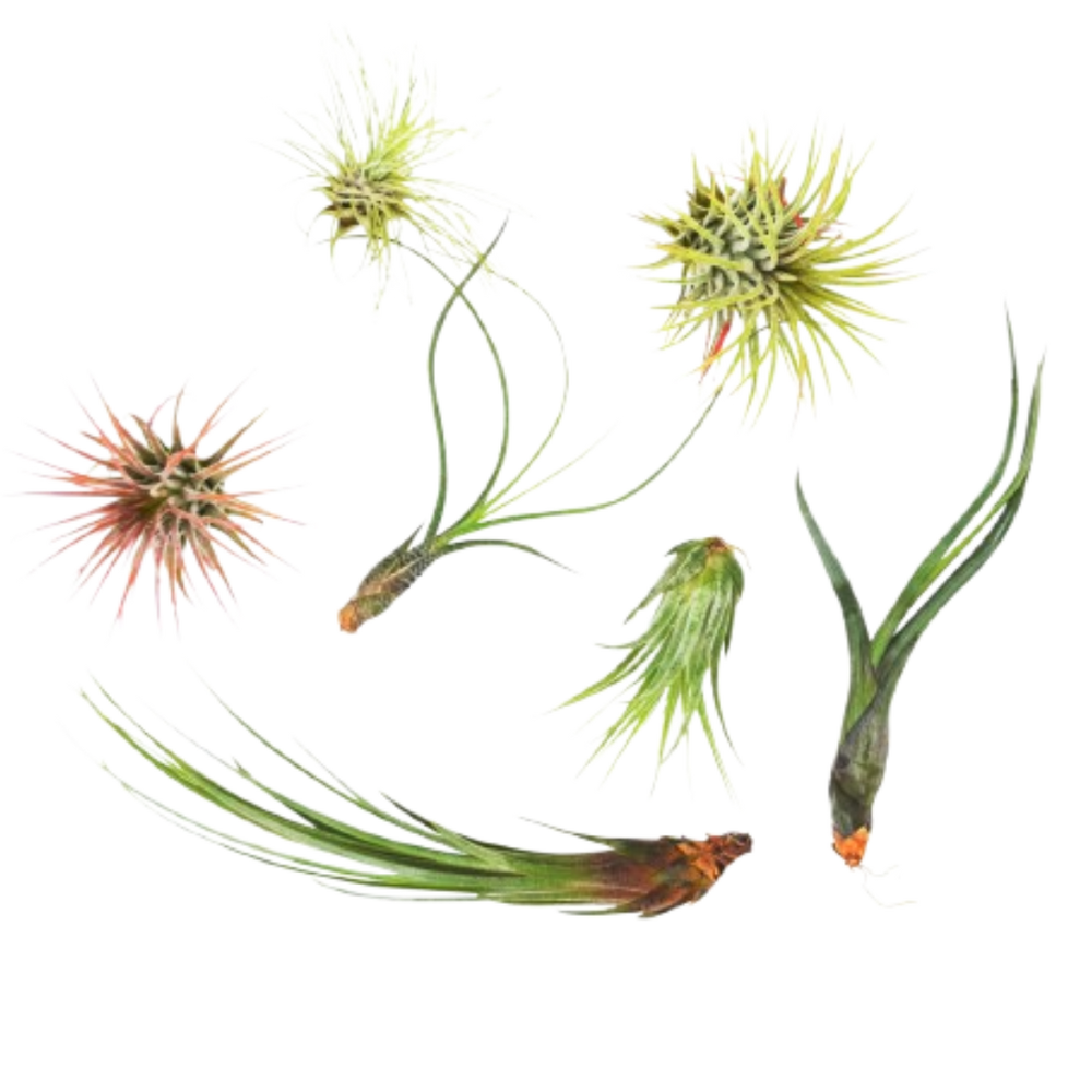 Tillandsia Air Plant Bundle - 7 Pack