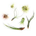 Tillandsia Air Plant Bundle - 7 Pack