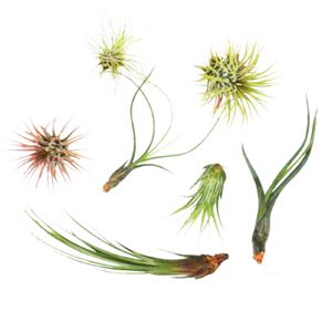 Tillandsia Air Plant Bundle - 7 Pack