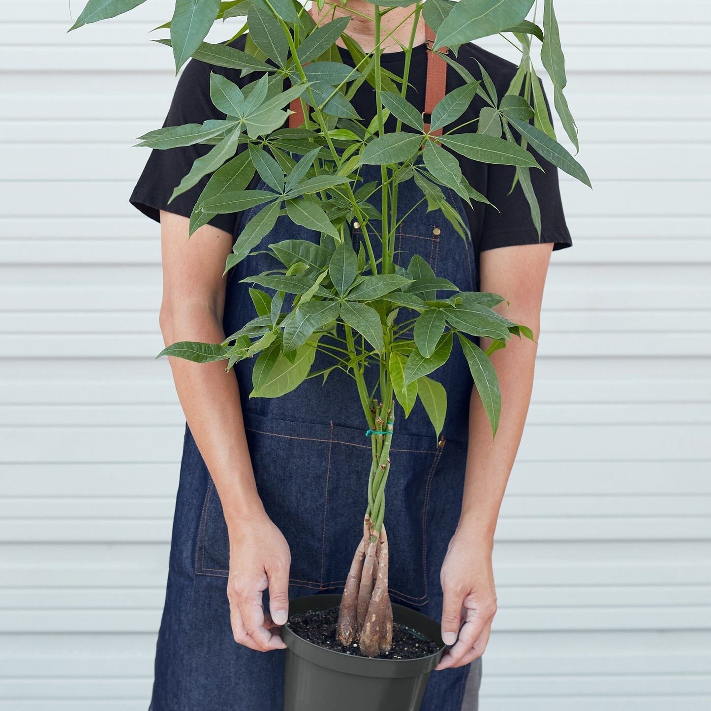 Money Tree