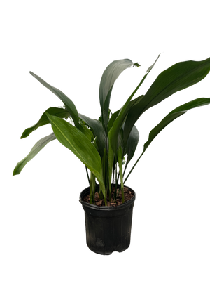 Aspidistra 'Cast Iron'