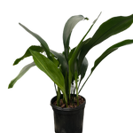 Aspidistra 'Cast Iron'