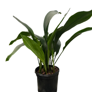 Aspidistra 'Cast Iron'