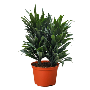 Dracaena 'Janet Craig'