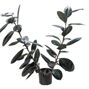 Ficus Elastica 'Burgundy'