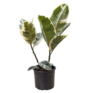 Ficus Elastica 'Tineke'