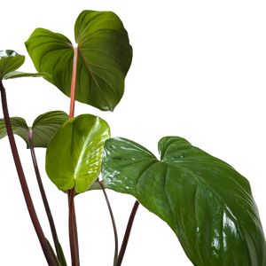 Homalomena 'Emerald Gem'
