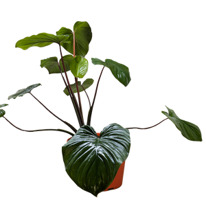 Homalomena 'Emerald Gem'