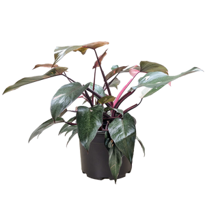 Philodendron 'Pink Princess'