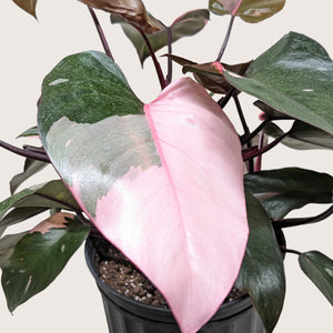 Philodendron 'Pink Princess'
