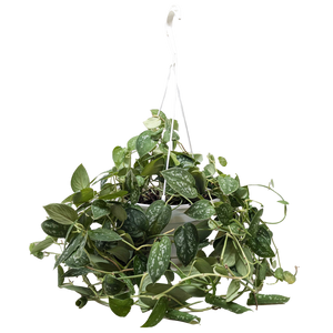 Pothos 'Satin'